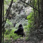  Munyinya, Silverback Gorilla (Rwanda)